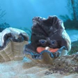Marionette Huitres palourdes Giant Clam Folkmanis