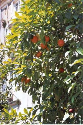 Orange douce 10 ml ( Citrus sinensis ) - Bioflore