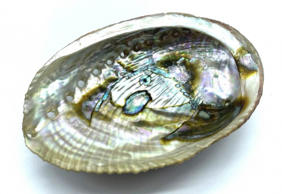 Coquille d'Ormeau Naturelle 12-14cm