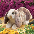 Marionnette Baby Lop Rabbit Hand Puppet Folkmanis