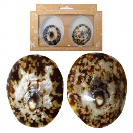 Coquillage d'allaitement mammaire Irréversible Bijoux