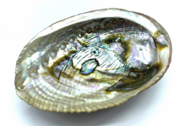 Coquille d'Ormeau Naturelle 12-14cm